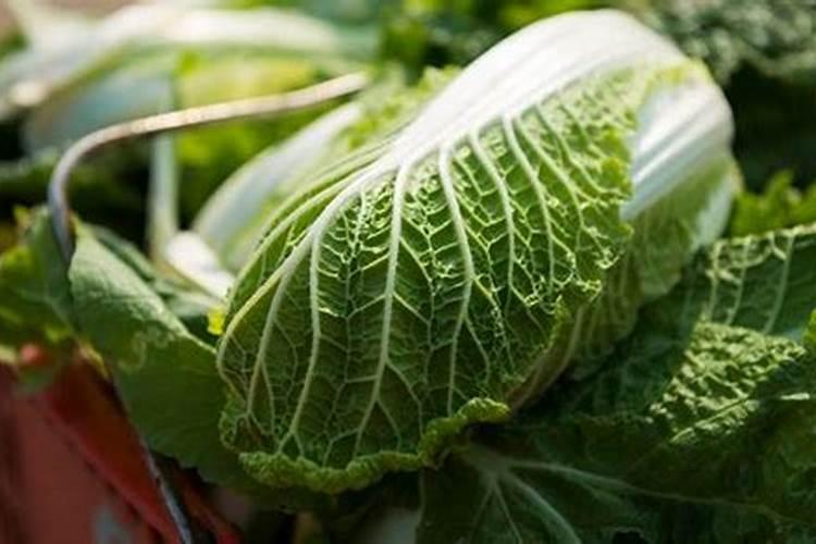 种大白菜用什么样的肥料好？