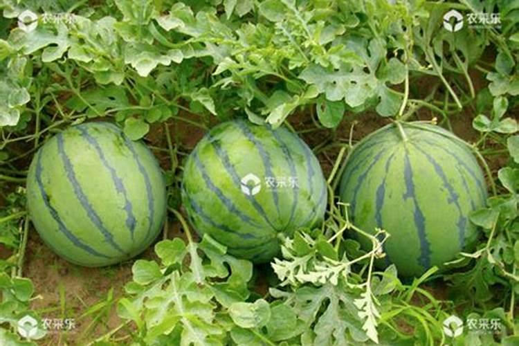 种植西瓜用什么肥料最佳