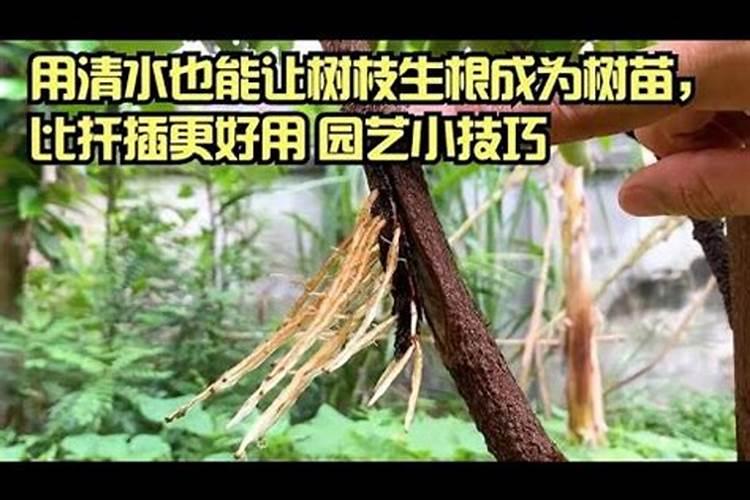 绿化树苗长得快需要什么肥料？