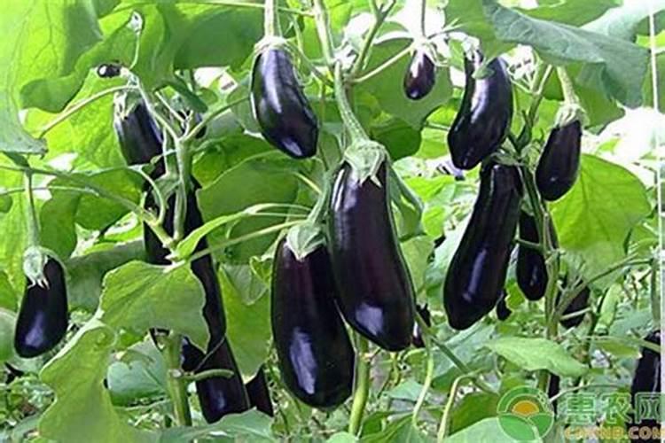 种茄子用什么肥料最好