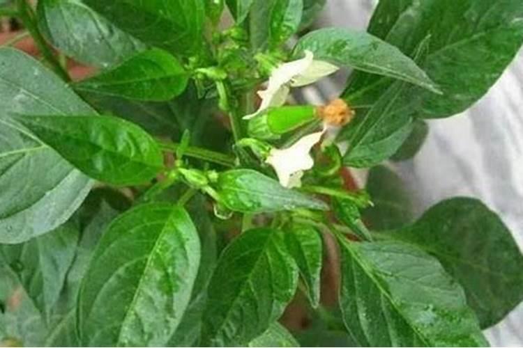 辣椒什么时候施用磷肥效果好？
