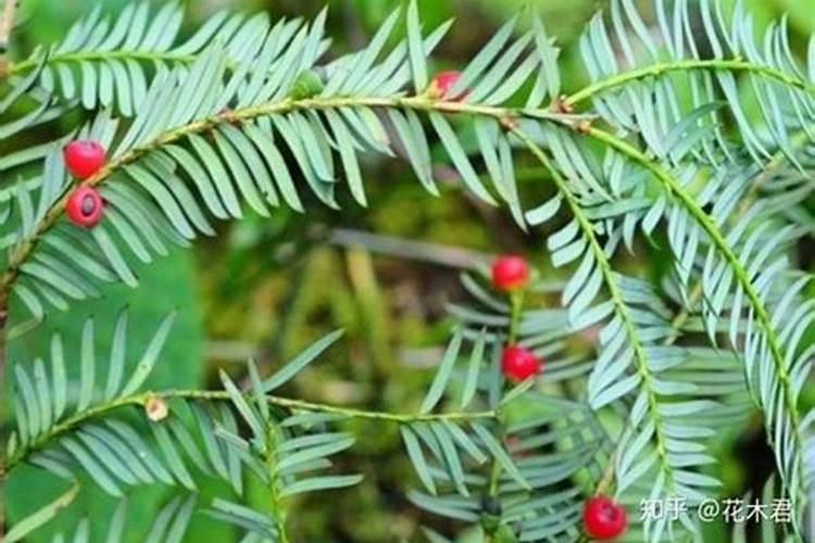 红豆杉叶子枯萎的救治方法,叶子为什么枯萎