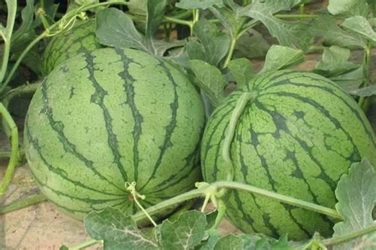 西瓜膨果期用什么肥料