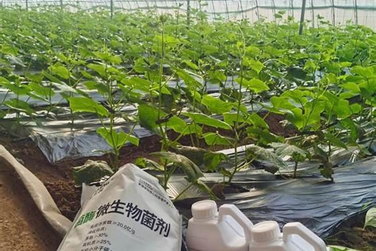 黄瓜缺钙如何解决？如何给黄瓜补充钙元素？