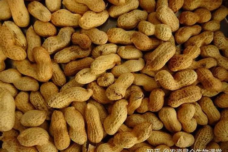 花生施什么肥料最好