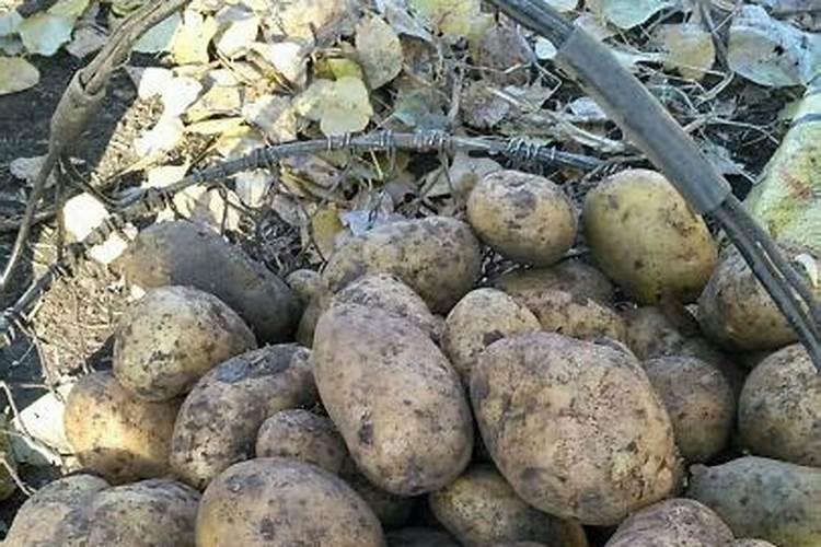 土豆叶面肥功能解析