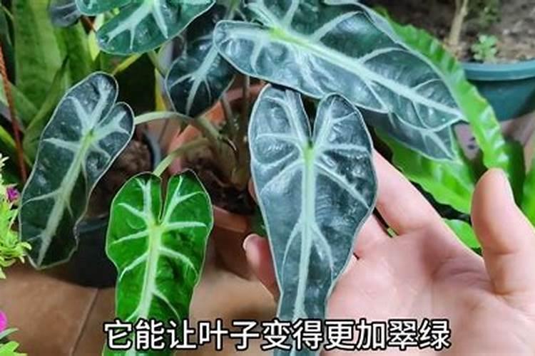 红糖加醋做叶面肥