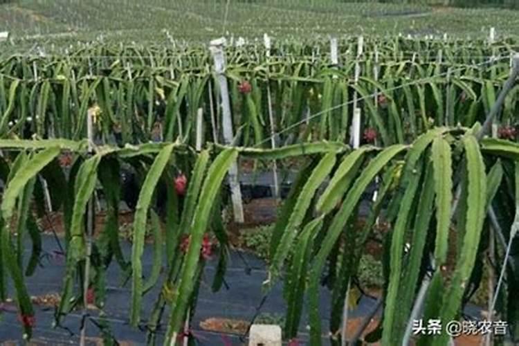 火龙果结果期能否施叶面肥？喷施时间