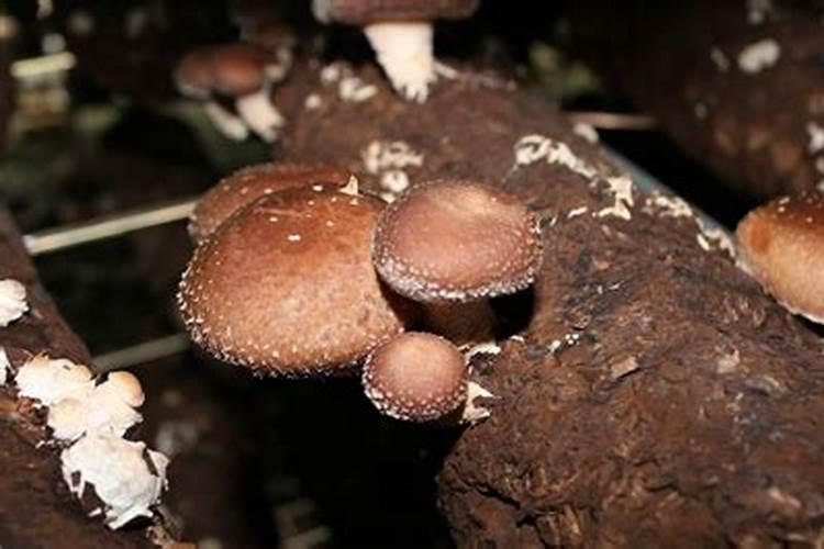 大球盖菇如何高产栽培