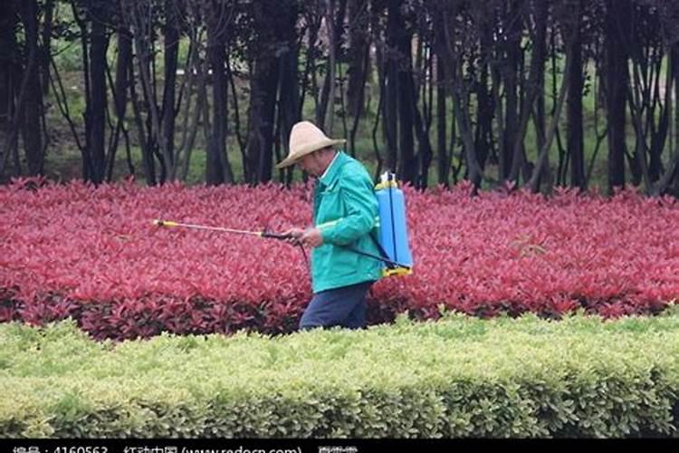 叶面肥早上打好还是下午打好