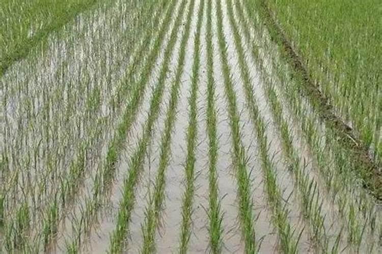 雨天水稻喷施叶面肥能够吸收吗