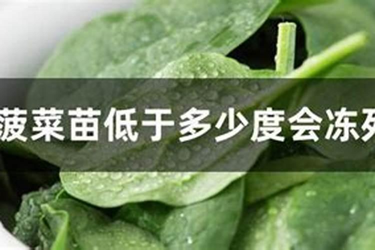 瓜果蔬菜叶面肥的正确使用方法(什么时候打叶面肥好)
