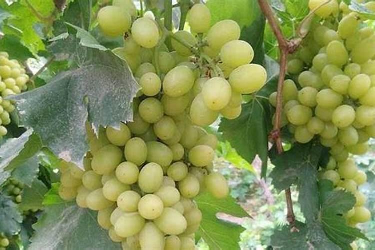 无核白鸡心葡萄种植期间需注意什么？