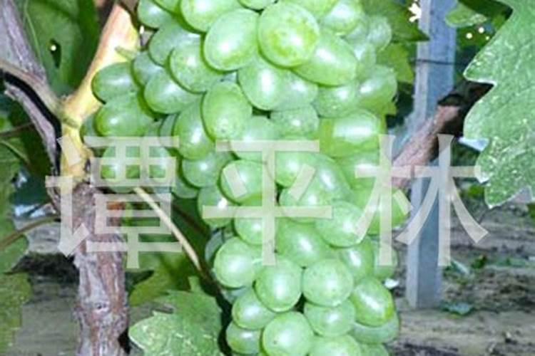 葡萄种植和施肥方法(葡萄种植与施肥攻略,科学管理,丰产优质)