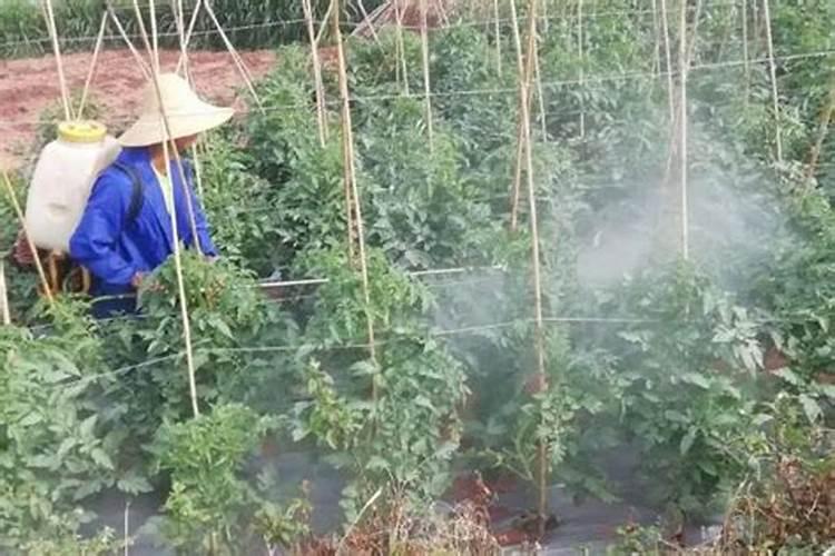 氢氧化铜能与那些叶面肥混用