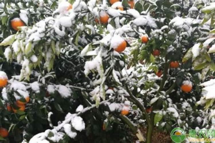 柑橘树叶片冻干用磷酸二氢钾叶面喷有用吗？