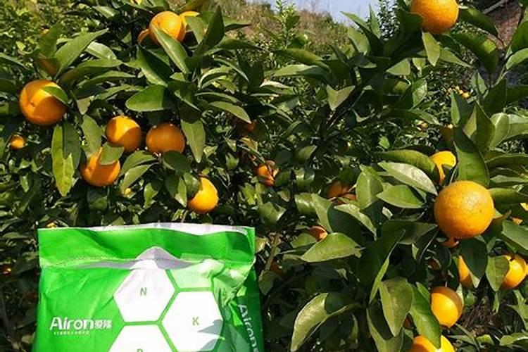 金鱼吊兰怎么施肥 用什么肥料好