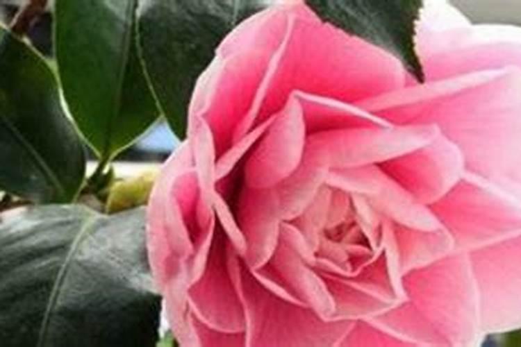 茶花应该怎样养
