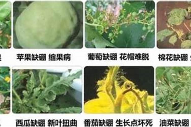 怎样合理施用农家肥料