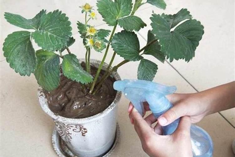 草莓果色金黄用什么