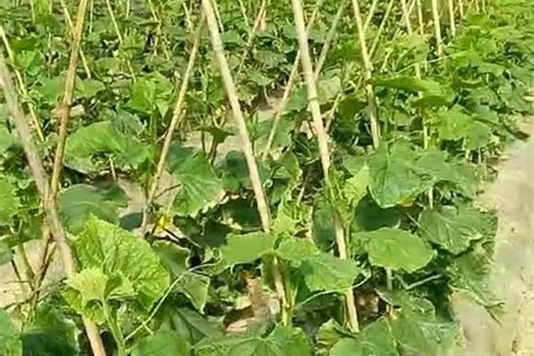 夏黄瓜种植管理技术