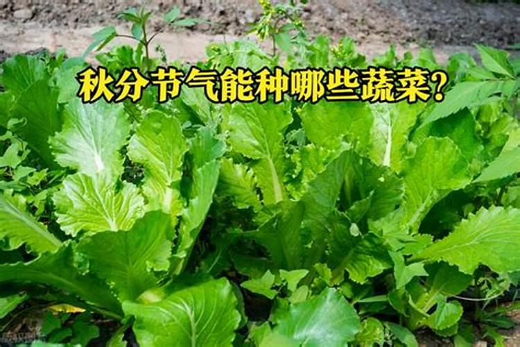小青菜多大可以浇尿素？