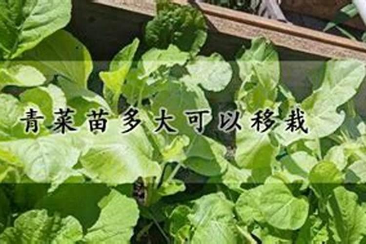 小青菜出苗几天用尿素