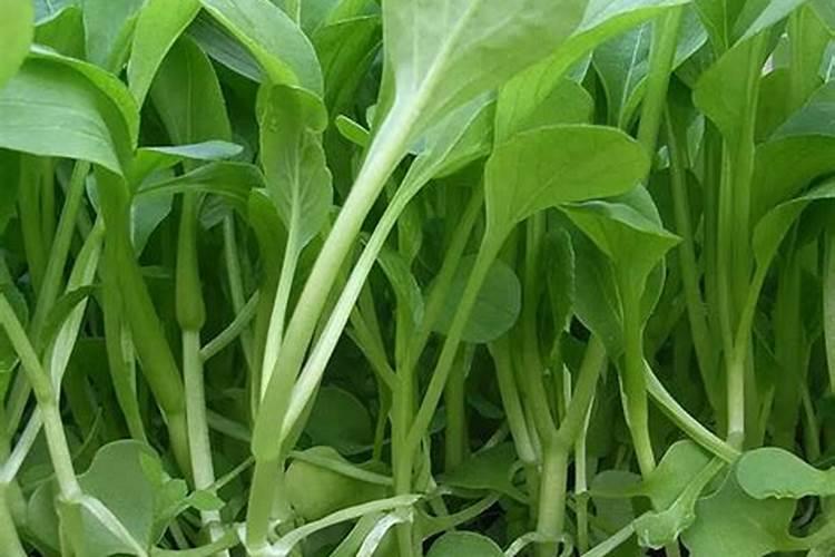 青菜苗刚出芽可以施肥吗？