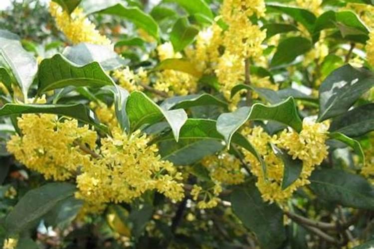 桂花如何施肥