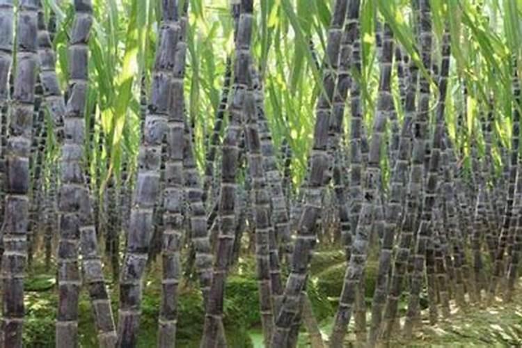 北方种植甘蔗用什么肥料好