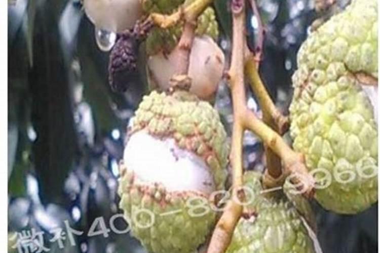 草莓各个时期的施肥方案 什么时候冲高磷肥