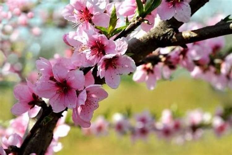 桃树什么时候施肥效果好,桃树施肥最佳时间