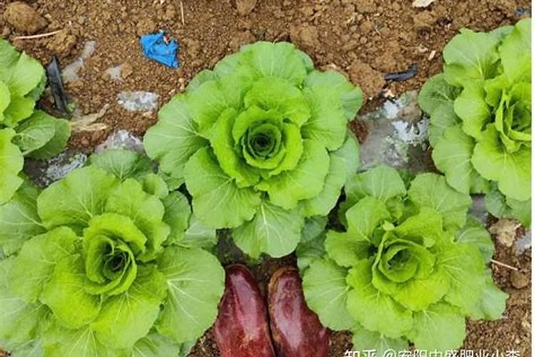 蔬菜怎么追肥 蔬菜施肥方法与技术