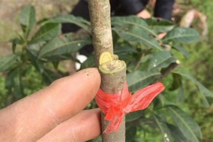 杨梅用什么叶面肥？