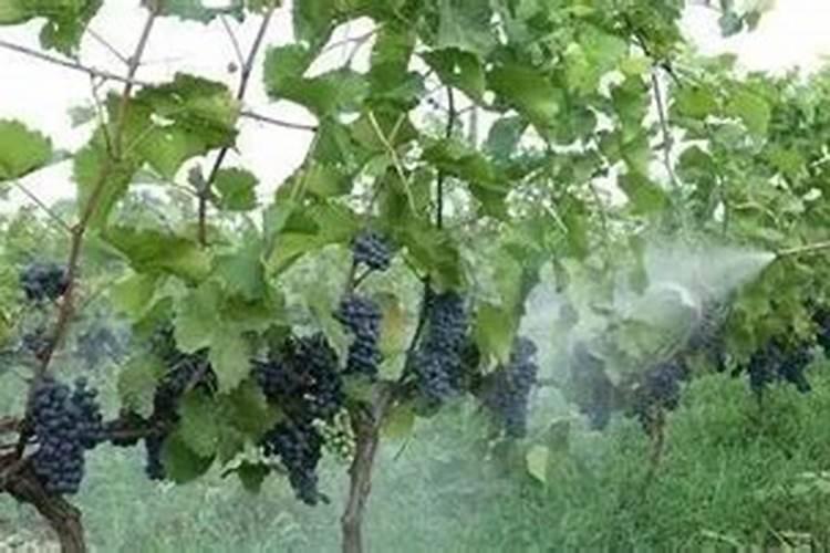 杜鹃花施肥的方法