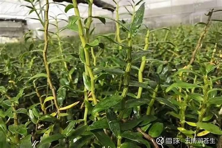 铁皮石斛施肥,具体方法是什么？