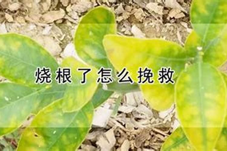 香菜喷什么叶面肥长得快 香菜喷什么叶面肥才能长得快