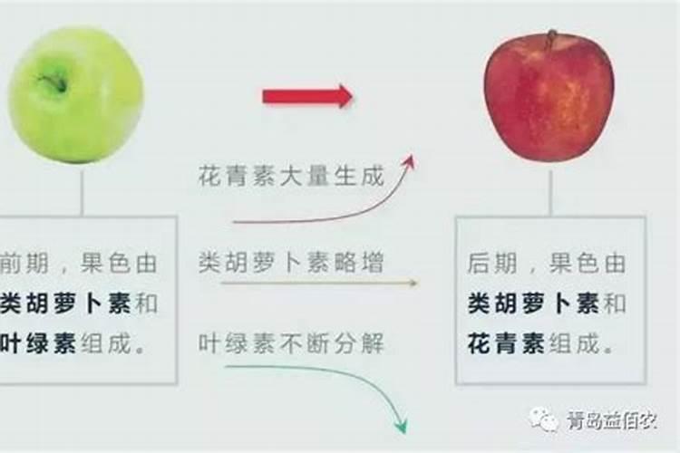 怎么施肥能让结的果子又大又好？