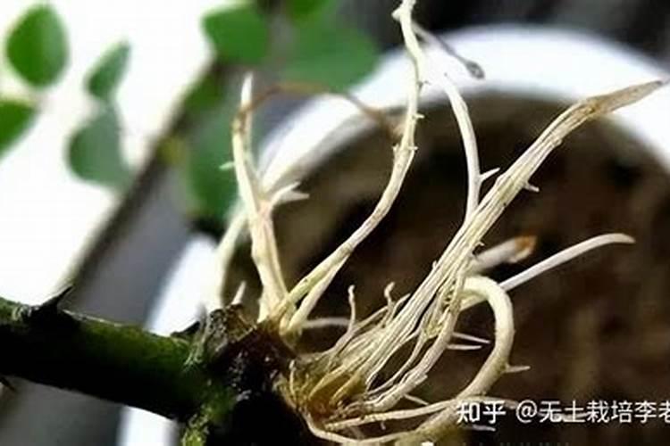 大蒜专用肥中,喜满地的生根效果怎么样？