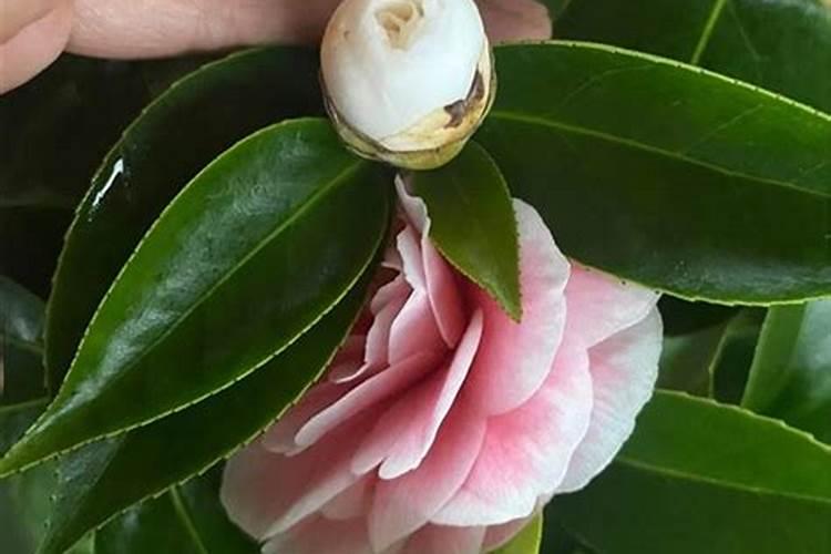 茶花怎样科学施肥？