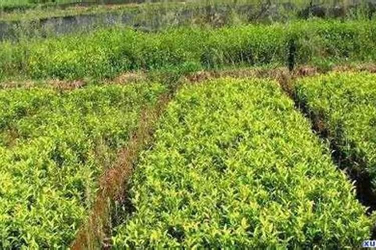茶花开花后需要施肥吗？需要注意什么？