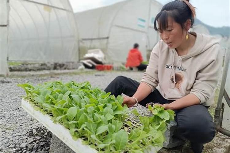 烤烟种植技术与方法