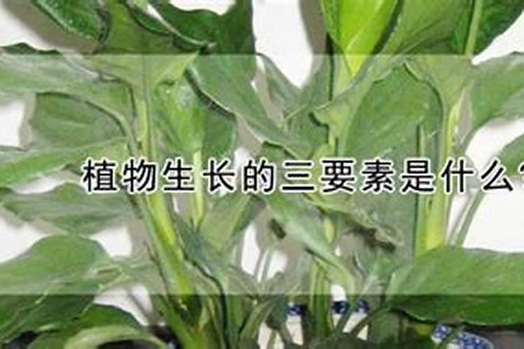 色斑是什么样的图片