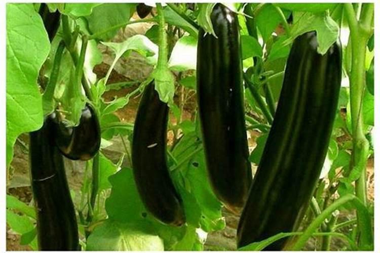 茄子开花结果期要加大哪些肥料的需求