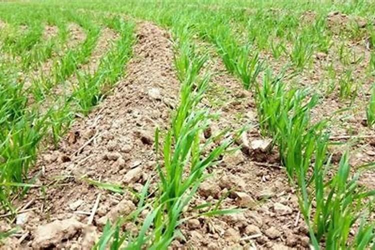 小麦什么时候施肥好 种植小麦哪时候施肥合适