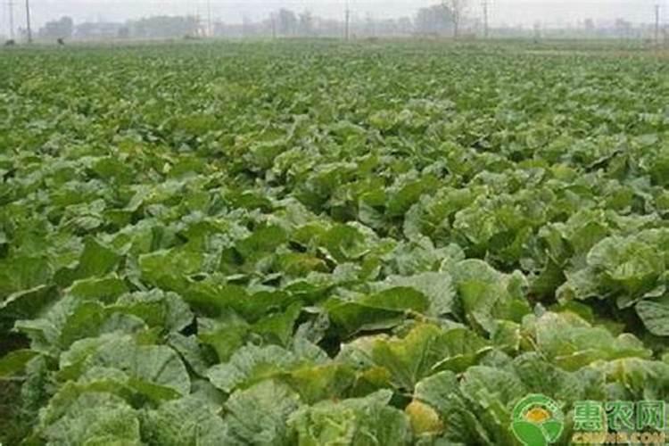 白菜包心期追什么肥？