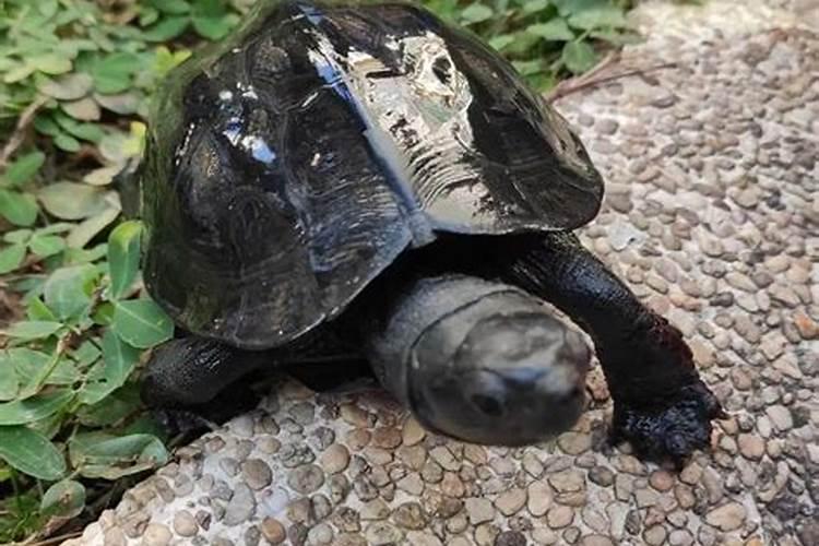 可乐可以浇花吗能浇什么花