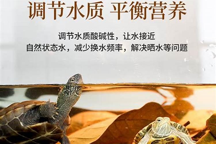 冬青树什么时候种植最佳时机存活率最高呢
