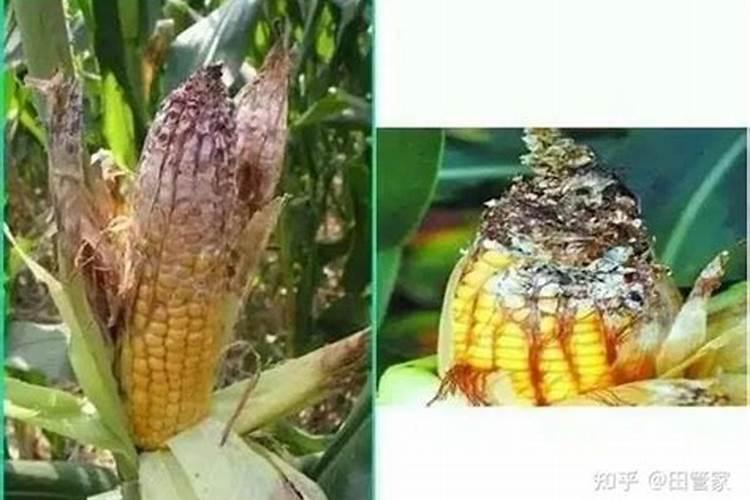 你了解钾肥吗,钾肥最适用哪些作物？