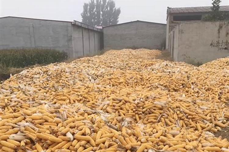 早春玉米什么时候种,露地种植玉米方法